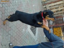 Femela Rottweiler foto