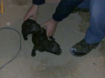 VAND 2 PUI PITBULI(FEMELE  AU 3 LUNI FARA CARNET DE SANATATE foto