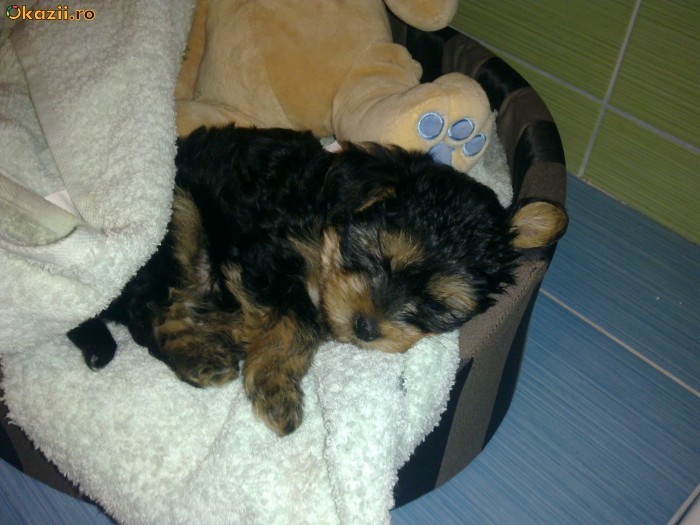 YORKSHIRE TERRIER TOY, 7 SAPTAMANI!DE VANZARE! foto mare