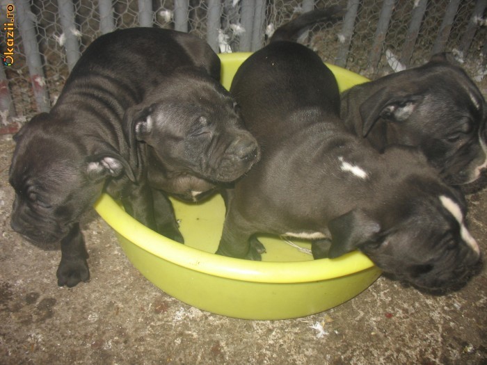 Vand catei AMERICAN PITBULL nascuti 17.12.2011, parintii: mama culoare neagra import Ucraina, tatal culoare gri (blue) import Ungaria. foto mare