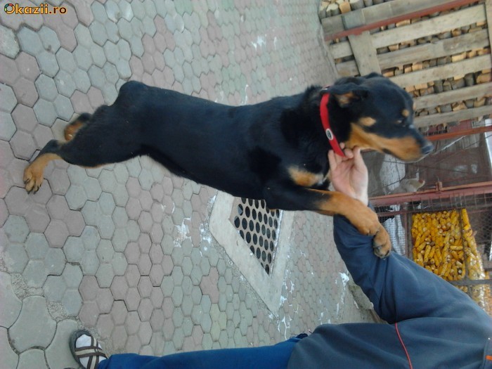 Femela Rottweiler foto mare